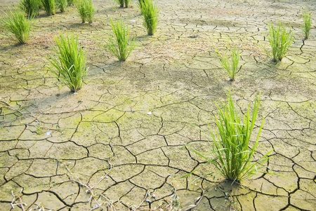 Drought land was cracked. The lake is drying. 