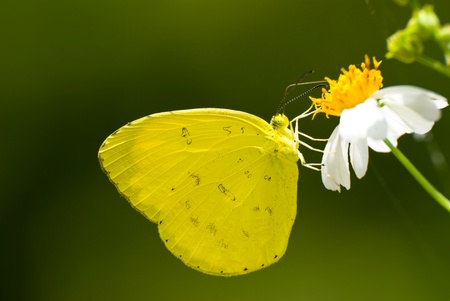 Yellow butterfly (Eurema blanda arsakia) feed on little white flower の写真素材