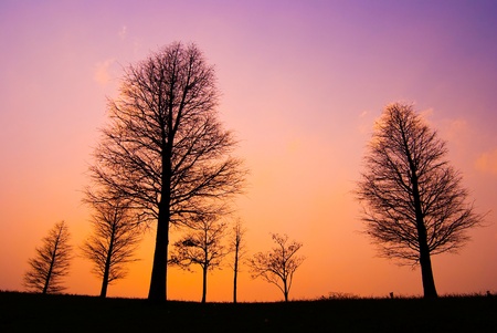 Trees in peaceful winter evening, after sunsetの写真素材