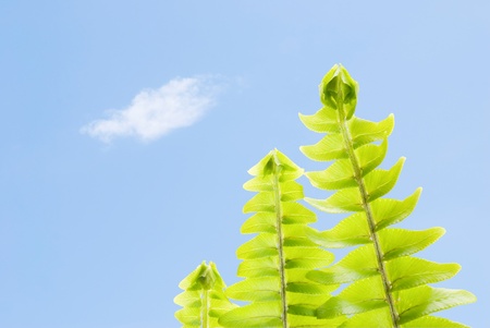 Fresh fern leaves in a row under blue sky, green concept (Tuberous Sword Fern) の写真素材