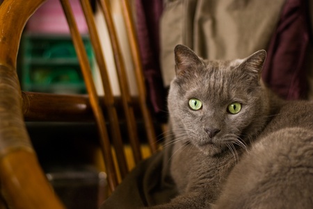 Russian blue cat sit down on old chairの写真素材