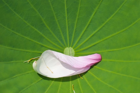 Petal of pink lotus fallen on  fresh green leafの写真素材