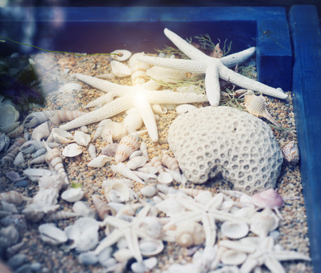 Sea shell collection as decoration under the tableの写真素材