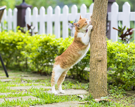 Cute cat standing and putting paws on branch of treeの写真素材