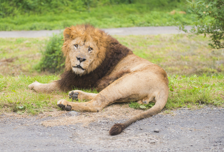 Lion resting on grass and looking at camera.の写真素材