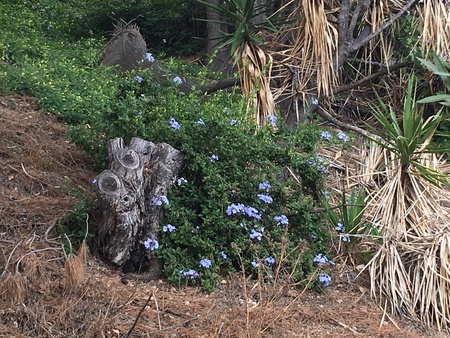 Desert Plantsの写真素材