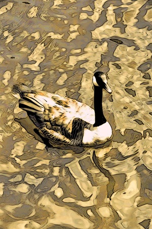 canada goose on the pondの写真素材