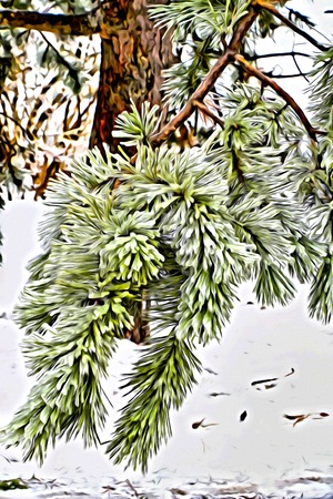 a winter evergreen treeの写真素材