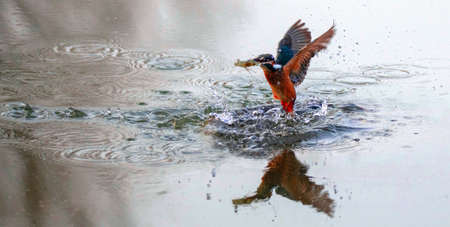 These birds were shot in the morning with a good light.