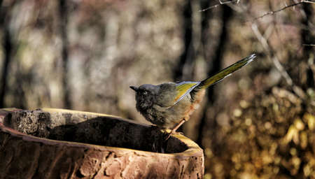 These birds were shot in the morning with a good light.の写真素材