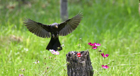 These birds were shot in the morning with a good light.の写真素材