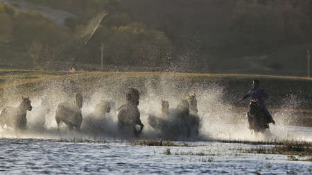 The herd of horses were roaming on the Mongolian Plateau.の写真素材