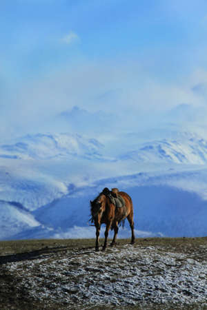 The herd of horses were roaming on the Mongolian Plateau.の写真素材