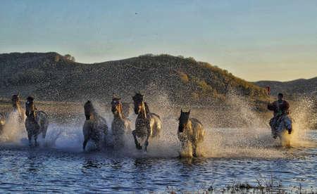 The herd of horses were roaming on the Mongolian Plateau.の写真素材