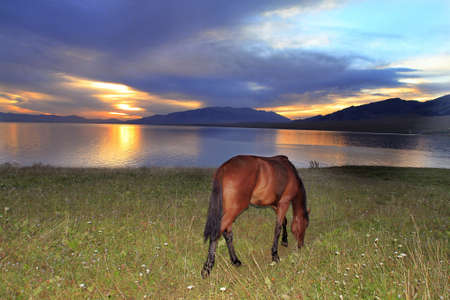 The herd of horses were roaming on the Mongolian Plateau.の写真素材