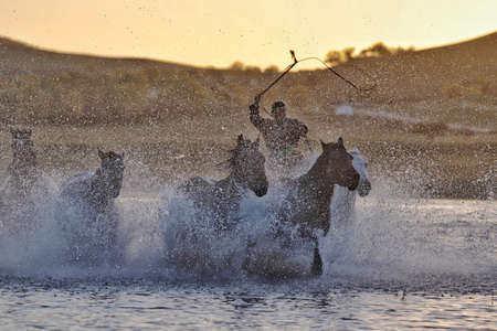 The herd of horses were roaming on the Mongolian Plateau.の写真素材