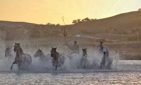 The herd of horses were roaming on the Mongolian Plateau.の写真素材
