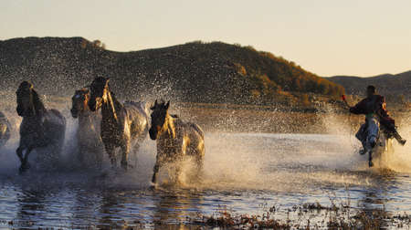 The herd of horses were roaming on the Mongolian Plateau.の写真素材