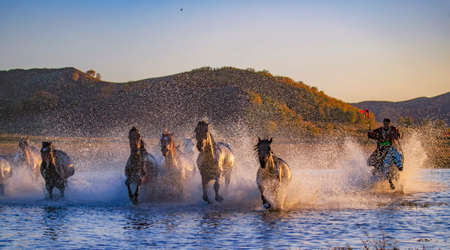 The herd of horses were roaming on the Mongolian Plateau.の写真素材