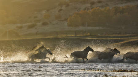 The herd of horses were roaming on the Mongolian Plateau.の写真素材