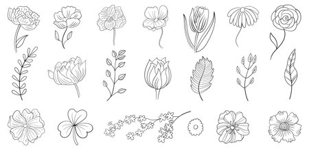 Set of line flowers. Botanical doodles.のイラスト素材