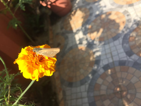 Butterfly on a marigold flower in the garden.の写真素材
