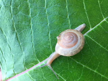 Snail crawling on a green leaf. Snail crawling on a green leaf.の写真素材
