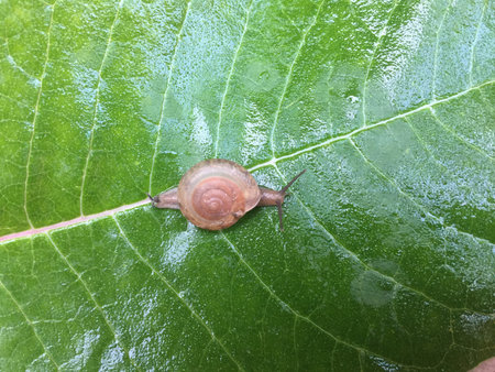 Snail crawling on a green leaf. Snail crawling on a green leaf.の写真素材