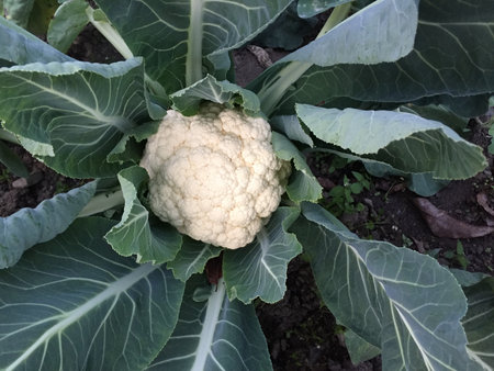 Cauliflower in the garden. Cauliflower in the gardenの写真素材