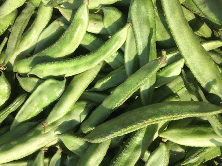 Harvested green beans in the field. Close-up.