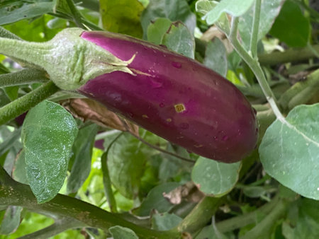 purple eggplant growing in the garden, closeup of photoの写真素材