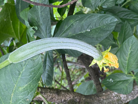 Zucchini flower and leaf in the garden,Thailand.