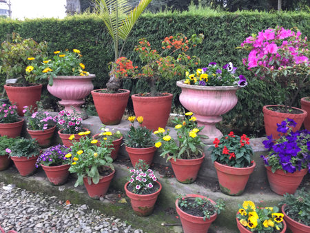 Flowers in pots in the garden, closeup of photo.の写真素材