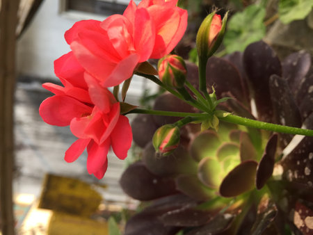 Beautiful pink geranium flower in a pot on the windowsillの写真素材