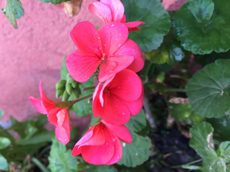 Geranium Pelargonium Flowers Blooming in The Garden, Pink and Redの写真素材