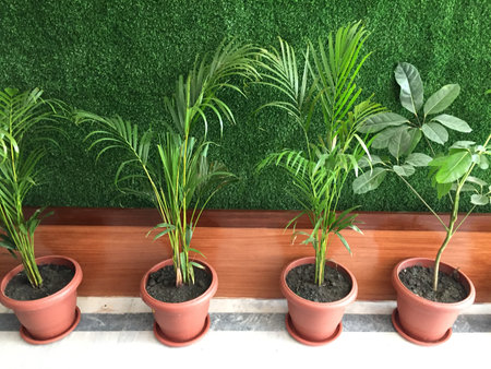 Plants in pots on the windowsill, green wall background.の写真素材