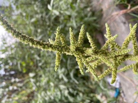 Close up of a fern in a garden in the spring.
