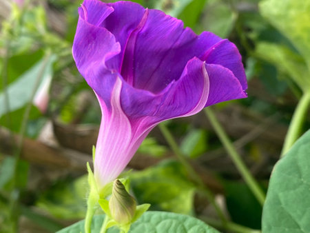 Purple flower of morning glory, Ipomoea pes-caprae