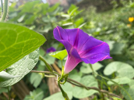 Morning Glory, Ipomoea pes-capraeの写真素材