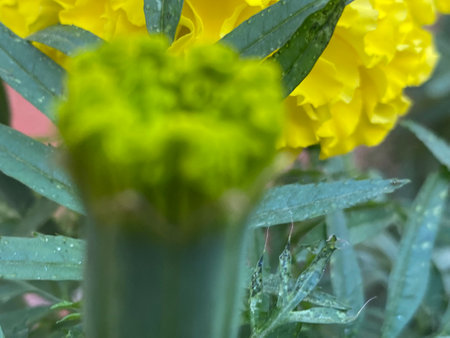 Close up of yellow marigold flowers with water drops on petalsの写真素材