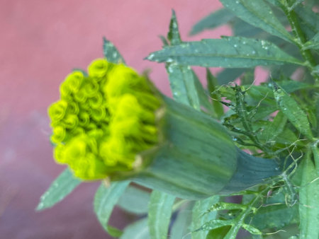 Marigold flower with water drops on petals and green leavesの写真素材