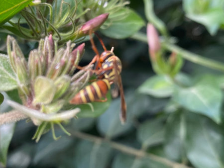 Wasp on a plant in the garden. Close-up.の写真素材