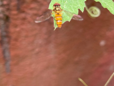Hoverfly on a green leaf of a vine in the garden