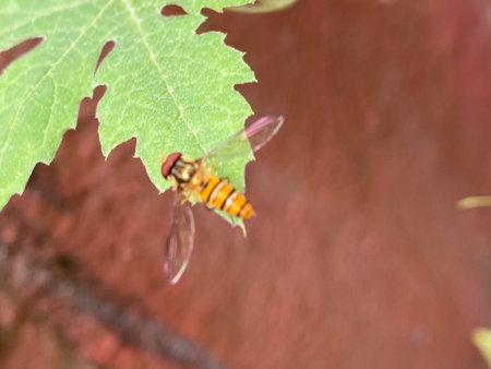 Hoverfly on leaf in the garden, closeup of photoの写真素材