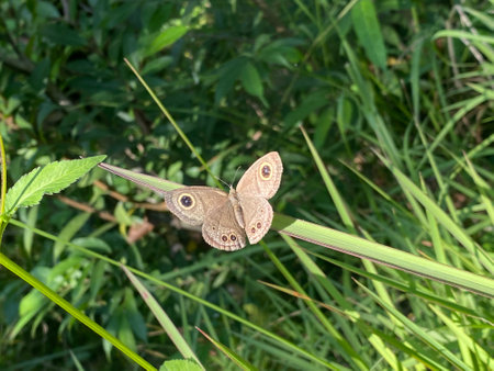Butterfly sitting on a blade of grass in the meadow