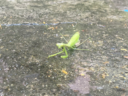 Praying Mantis on the ground in the rainy season.