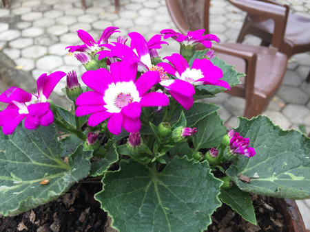 Flowering cineraria in a pot on the terraceの写真素材