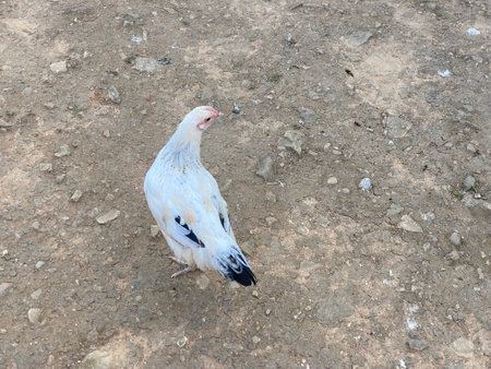 White chicken on the ground in the farm, closeup of photoの写真素材