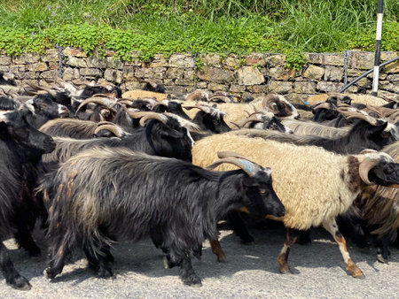 Herd of goats on the road in the mountains of the Pyreneesの写真素材
