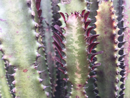Cactus in a botanical garden, close-up, macro